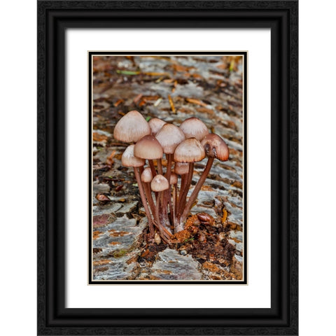 USA- Washington State- Sammamish. Mushrooms growing on fall alder tree log Black Ornate Wood Framed Art Print with Double Matting by Gulin, Darrell
