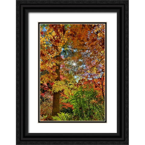 USA- Washington State- Seattle- Washington Arboretum with fall color on Japanese Maple trees Black Ornate Wood Framed Art Print with Double Matting by Gulin, Darrell