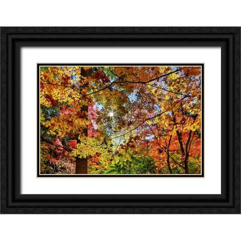 USA- Washington State- Seattle- Washington Arboretum with fall color on Japanese Maple trees Black Ornate Wood Framed Art Print with Double Matting by Gulin, Darrell