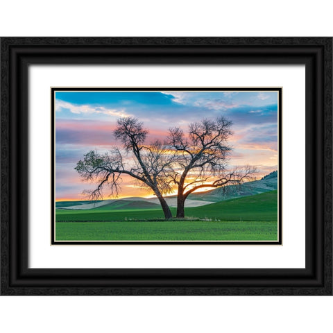 Steptoe-Washington State-USA-Cottonwood trees in a wheat field at sunset Black Ornate Wood Framed Art Print with Double Matting by Wilson, Emily M.