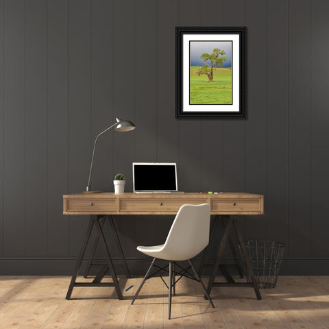 Steptoe-Washington State-USA-Cottonwood tree in wheat field under storm clouds in the Palouse hills Black Ornate Wood Framed Art Print with Double Matting by Wilson, Emily M.