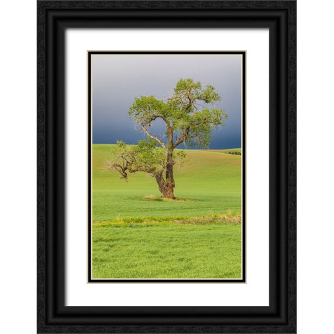 Steptoe-Washington State-USA-Cottonwood tree in wheat field under storm clouds in the Palouse hills Black Ornate Wood Framed Art Print with Double Matting by Wilson, Emily M.