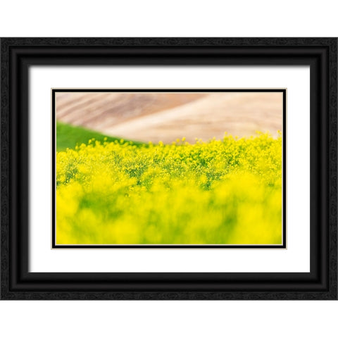 Lacrosse-Washington State-USA-Blooming canola field in the Palouse hills Black Ornate Wood Framed Art Print with Double Matting by Wilson, Emily M.