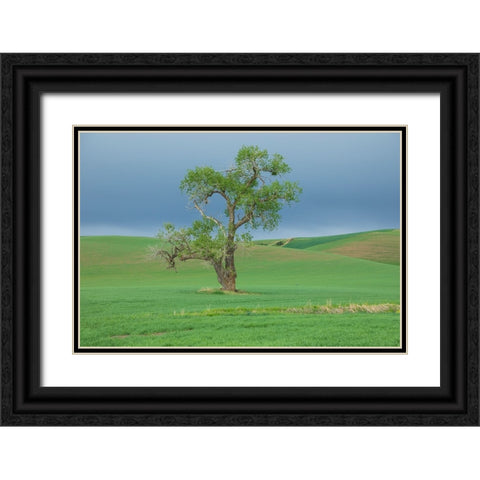 USA- Washington State- Whitman County- Palouse. Solitary tree. Black Ornate Wood Framed Art Print with Double Matting by Wilson, Emily M.