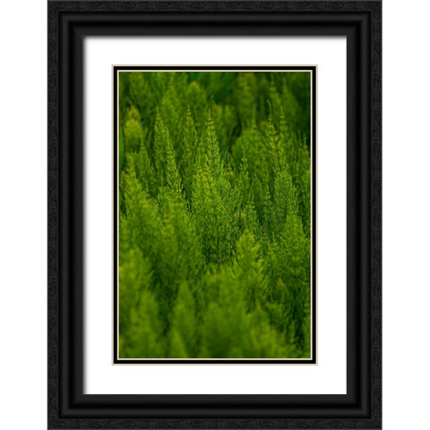 USA- Washington State- Whitman County- Palouse. Green plants. Black Ornate Wood Framed Art Print with Double Matting by Wilson, Emily M.