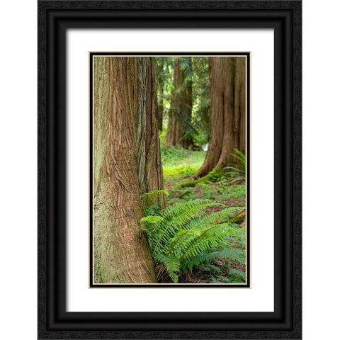 Issaquah-Washington State-USA-Western Redcedar tree trunks with western sword ferns Black Ornate Wood Framed Art Print with Double Matting by Horton, Janet