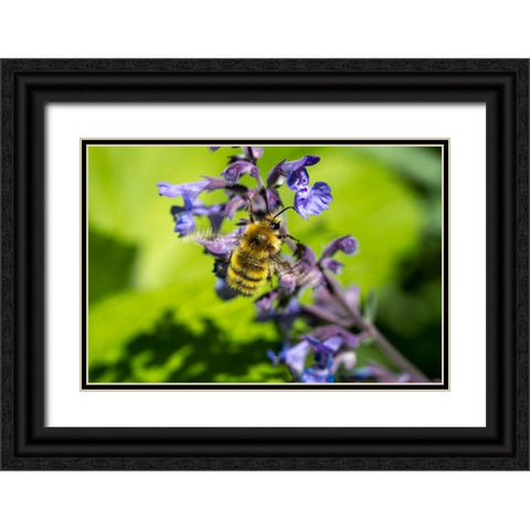 Issaquah-Washington State-USA-Honeybee pollinating a Walkers Low catnip-Nepeta Walkers Low Black Ornate Wood Framed Art Print with Double Matting by Horton, Janet