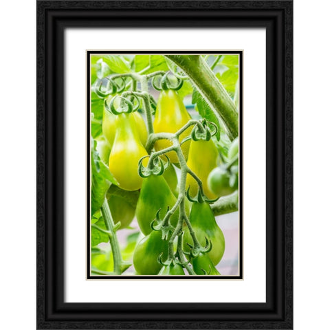 Issaquah-Washington State-USA Heirloom Yellow Pear tomatoes Black Ornate Wood Framed Art Print with Double Matting by Horton, Janet