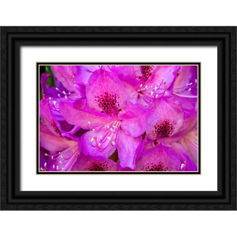 Issaquah-Washington State-USA Deep Pink rhododendron in bloom  Black Ornate Wood Framed Art Print with Double Matting by Horton, Janet