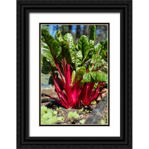 Issaquah-Washington State-USA Over-wintered Ruby Red Chard plants Black Ornate Wood Framed Art Print with Double Matting by Horton, Janet