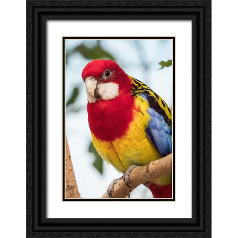 Seattle-Washington State-USA Eastern Rosella Black Ornate Wood Framed Art Print with Double Matting by Horton, Janet