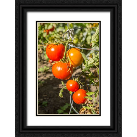 Bellevue-Washington State-USA Ripe Willamette tomatoes on the vine Black Ornate Wood Framed Art Print with Double Matting by Horton, Janet