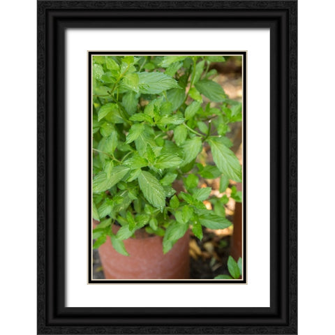 Bellevue-Washington State-USA Spearmint growing in a clay pot Black Ornate Wood Framed Art Print with Double Matting by Horton, Janet