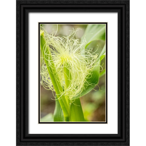 Issaquah-Washington State-USA An ear of unripe corn Black Ornate Wood Framed Art Print with Double Matting by Horton, Janet