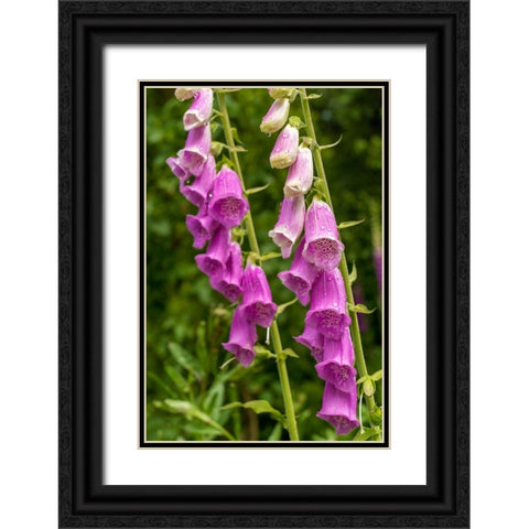 Issaquah-Washington State-USA Common Foxglove (Digitalis purpurea) Black Ornate Wood Framed Art Print with Double Matting by Horton, Janet