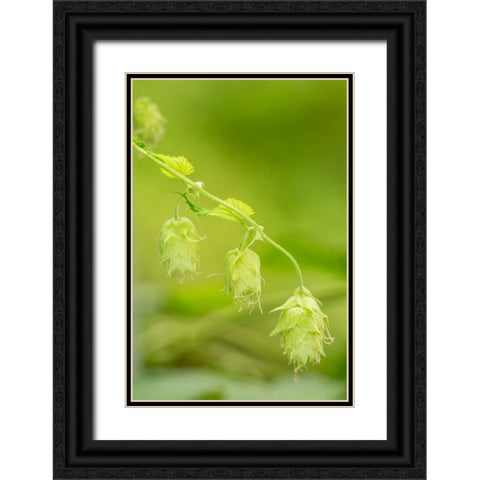 Issaquah-Washington State-USA Close-up of hops cones Black Ornate Wood Framed Art Print with Double Matting by Horton, Janet
