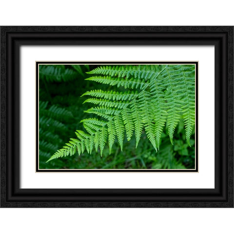 Issaquah-Washington State-USA Lady fern plant Black Ornate Wood Framed Art Print with Double Matting by Horton, Janet