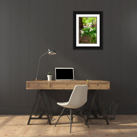 Issaquah-Washington State-USA Western Trillium wildflowers Black Ornate Wood Framed Art Print with Double Matting by Horton, Janet