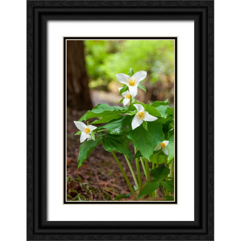 Issaquah-Washington State-USA Western Trillium wildflowers Black Ornate Wood Framed Art Print with Double Matting by Horton, Janet