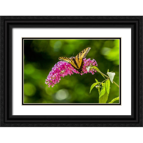 Issaquah-Washington State-USA Western Tiger Swallowtail butterfly Black Ornate Wood Framed Art Print with Double Matting by Horton, Janet