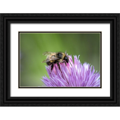 Issaquah-Washington State-USA Yellow Head Bumblebee (Bombus flavifrons) pollinating a chive blossom Black Ornate Wood Framed Art Print with Double Matting by Horton, Janet