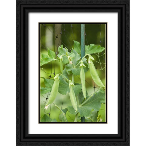 Issaquah-Washington State-USA Sugar snap peas growing on a netting trellis strung between poles Black Ornate Wood Framed Art Print with Double Matting by Horton, Janet