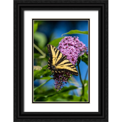 Issaquah-Washington State-USA Western Tiger Swallowtail butterfly pollinating a Butterfly Bush Black Ornate Wood Framed Art Print with Double Matting by Horton, Janet