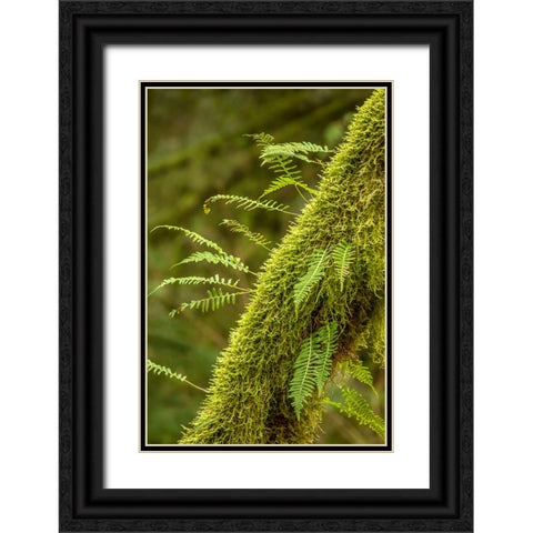 Hobart-Washington State-USA Moss-covered tree with licorice ferns growing out of it Black Ornate Wood Framed Art Print with Double Matting by Horton, Janet