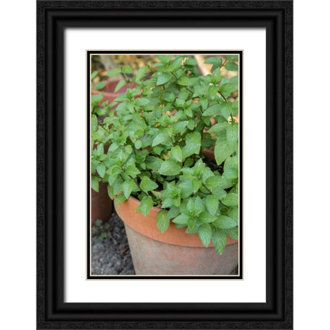 Bellevue-Washington State-USA Chocolate mint plants growing in a container garden Black Ornate Wood Framed Art Print with Double Matting by Horton, Janet