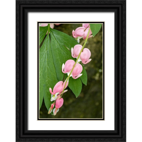 Issaquah-Washington State-USA Bleeding Heart (Lamprocapnos spectabilis) flowers Black Ornate Wood Framed Art Print with Double Matting by Horton, Janet