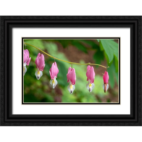 Issaquah-Washington State-USA Bleeding Heart (Lamprocapnos spectabilis) flowers Black Ornate Wood Framed Art Print with Double Matting by Horton, Janet