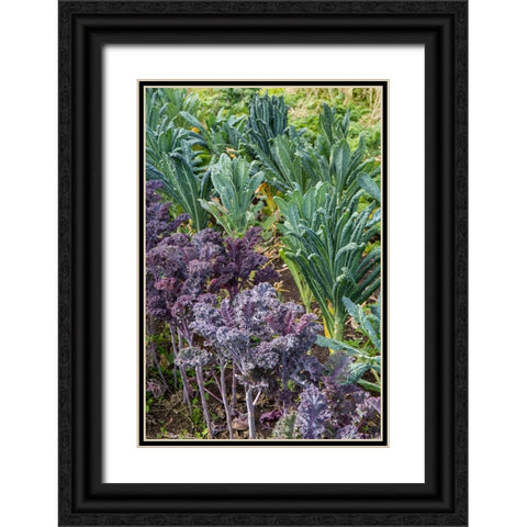 Maple Valley-Washington State-USA Redbor and Dinosaur kale growing in a garden Black Ornate Wood Framed Art Print with Double Matting by Horton, Janet