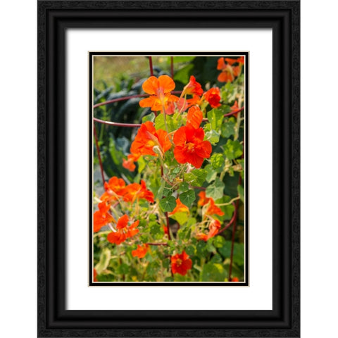 Issaquah-Washington State-USA Nasturtiums growing in and around a plant cage Black Ornate Wood Framed Art Print with Double Matting by Horton, Janet