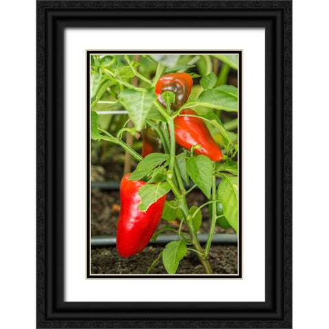Issaquah-Washington State-USA Bellafina red sweet bell pepper plant growing Black Ornate Wood Framed Art Print with Double Matting by Horton, Janet