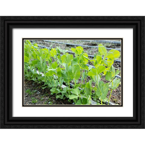 Issaquah-Washington State-USA Snap peas growing up a chicken wire trellis Black Ornate Wood Framed Art Print with Double Matting by Horton, Janet