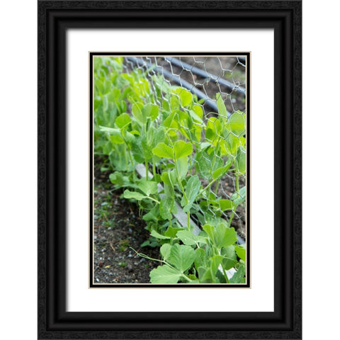 Issaquah-Washington State-USA Snap peas growing up a chicken wire trellis Black Ornate Wood Framed Art Print with Double Matting by Horton, Janet