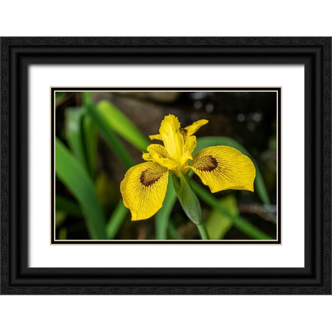 Issaquah-Washington State-USA Roy Davidson Iris plant growing in a pond Black Ornate Wood Framed Art Print with Double Matting by Horton, Janet