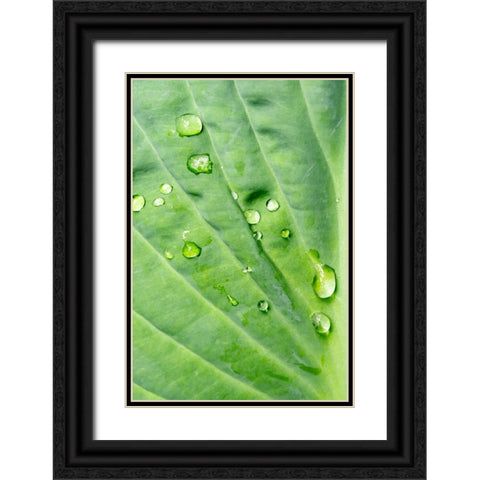 Issaquah-Washington State-USA Raindrops on Hosta Krossa Regal plant Black Ornate Wood Framed Art Print with Double Matting by Horton, Janet