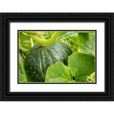 Bellevue-Washington State-USA Discus Bush Buttercup Squash growing Black Ornate Wood Framed Art Print with Double Matting by Horton, Janet