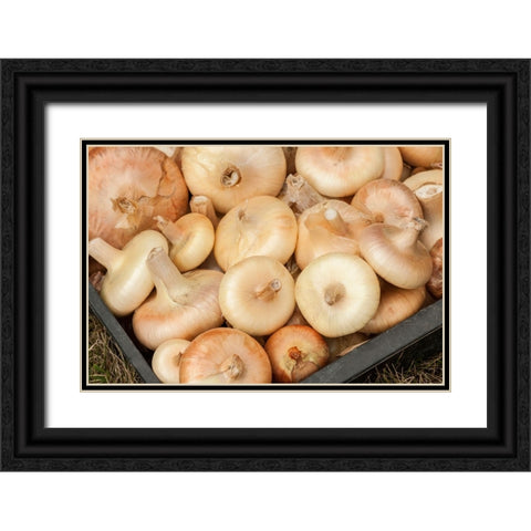 Carnation-Washington State-USA Freshly harvested Cipollini onions Black Ornate Wood Framed Art Print with Double Matting by Horton, Janet