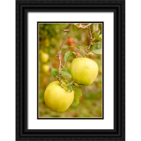 Wenatchee-Washington State-USA Golden Delicious Apples on the tree Black Ornate Wood Framed Art Print with Double Matting by Horton, Janet