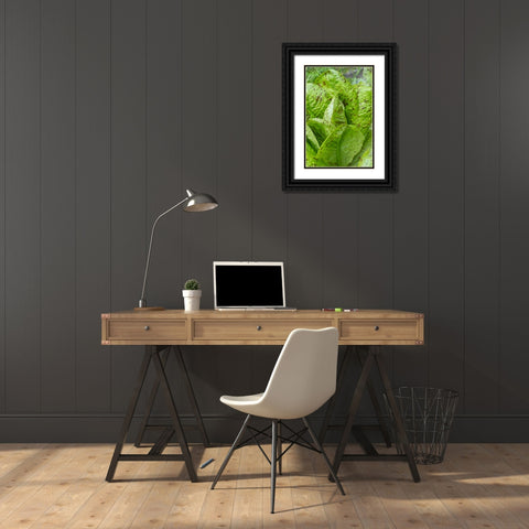 Issaquah-Washington State-USA Flashy Trouts Back Lettuce plants Black Ornate Wood Framed Art Print with Double Matting by Horton, Janet