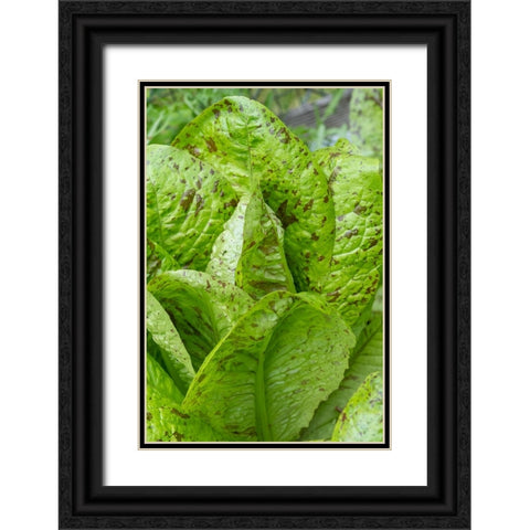 Issaquah-Washington State-USA Flashy Trouts Back Lettuce plants Black Ornate Wood Framed Art Print with Double Matting by Horton, Janet