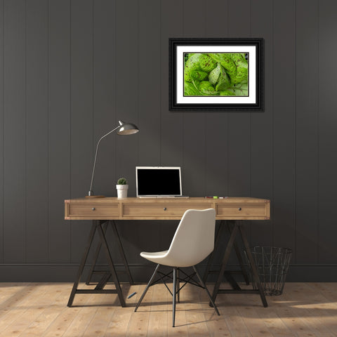 Issaquah-Washington State-USA Flashy Trouts Back Lettuce plants Black Ornate Wood Framed Art Print with Double Matting by Horton, Janet