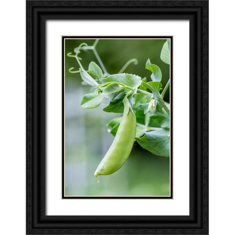 Issaquah-Washington State-USA Snow Pea plant growing in a garden Black Ornate Wood Framed Art Print with Double Matting by Horton, Janet
