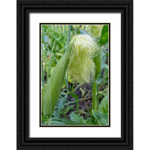 Issaquah-Washington State-USA Corn growing with a tassel Black Ornate Wood Framed Art Print with Double Matting by Horton, Janet