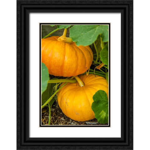 Issaquah-Washington State-USA Pumpkins ready to harvest Black Ornate Wood Framed Art Print with Double Matting by Horton, Janet