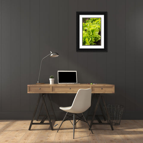 Issaquah-Washington State-USA Tom Thumb lettuce plants Black Ornate Wood Framed Art Print with Double Matting by Horton, Janet