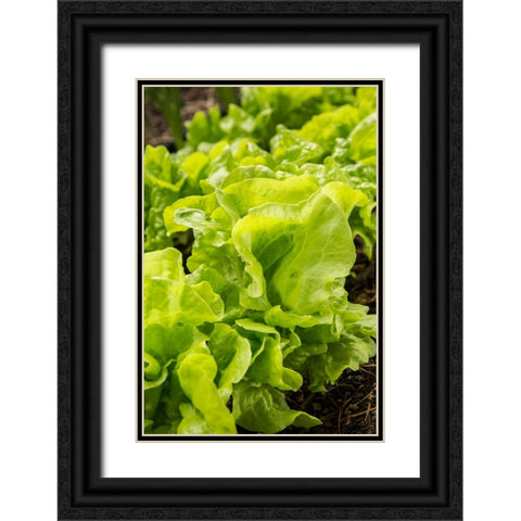 Issaquah-Washington State-USA Tom Thumb lettuce plants Black Ornate Wood Framed Art Print with Double Matting by Horton, Janet