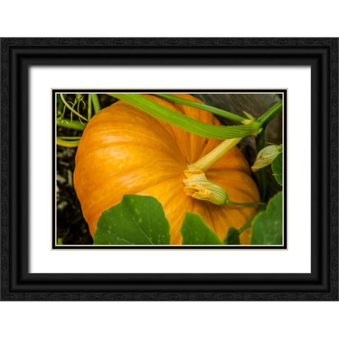 Issaquah-Washington State-USA Pumpkin ready to harvest Black Ornate Wood Framed Art Print with Double Matting by Horton, Janet